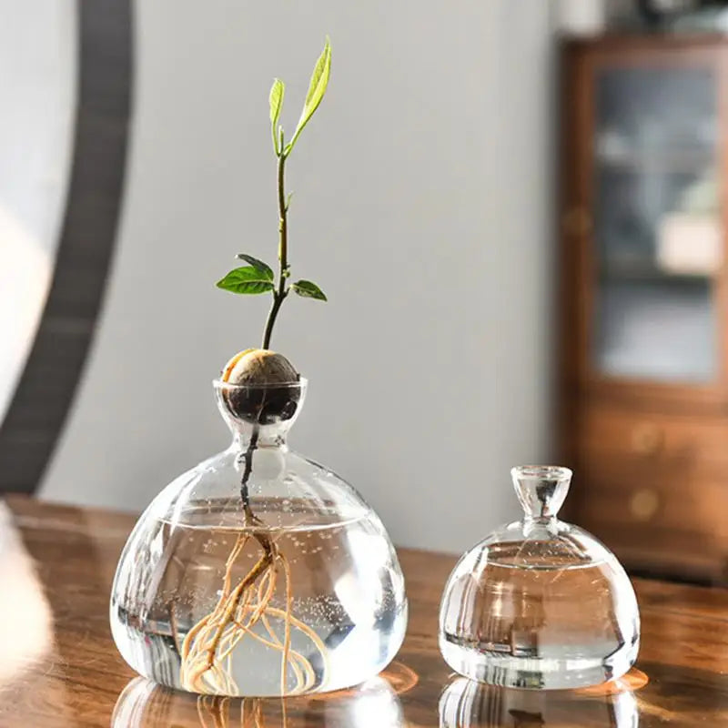 Avocado Seed Starter Glass Vase for Plant Growing