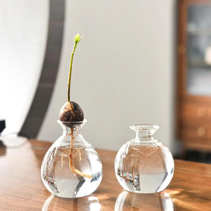 Avocado Seed Starter Glass Vase for Plant Growing