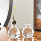 Avocado Seed Starter Glass Vase for Plant Growing