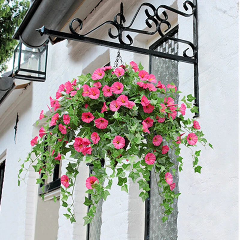 12 Fork Morning Glory Hanging Plants for Outdoors